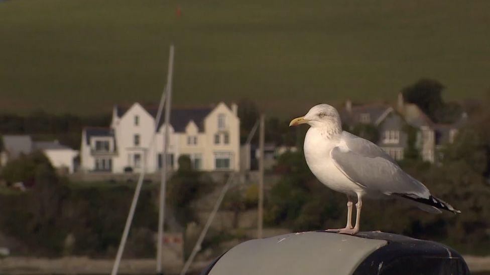 Herring gull