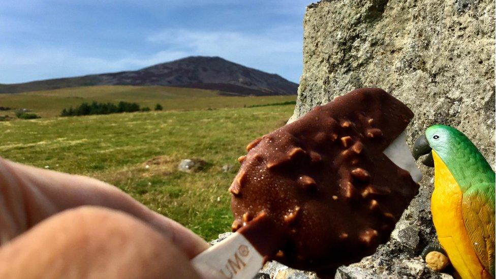 Bird pecking on a lolly in Llanaelhaearn