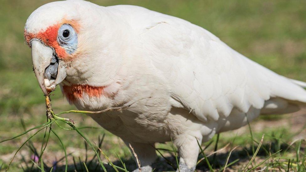 A long-billed Corella