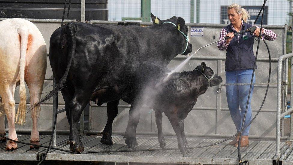 Cattle are cleaned during the Royal Highland Show