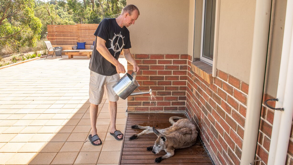 A man waters down a kangaroo outside his house