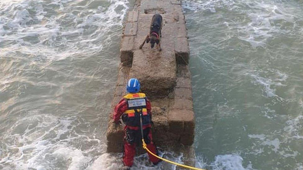 Dog rescued by coastguard