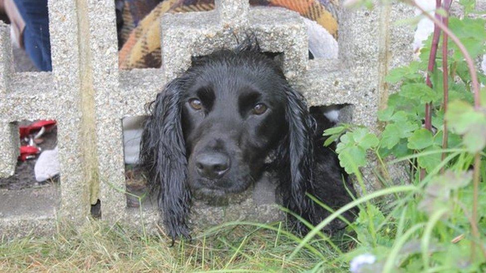 Cocker spaniel with head stuck in wall