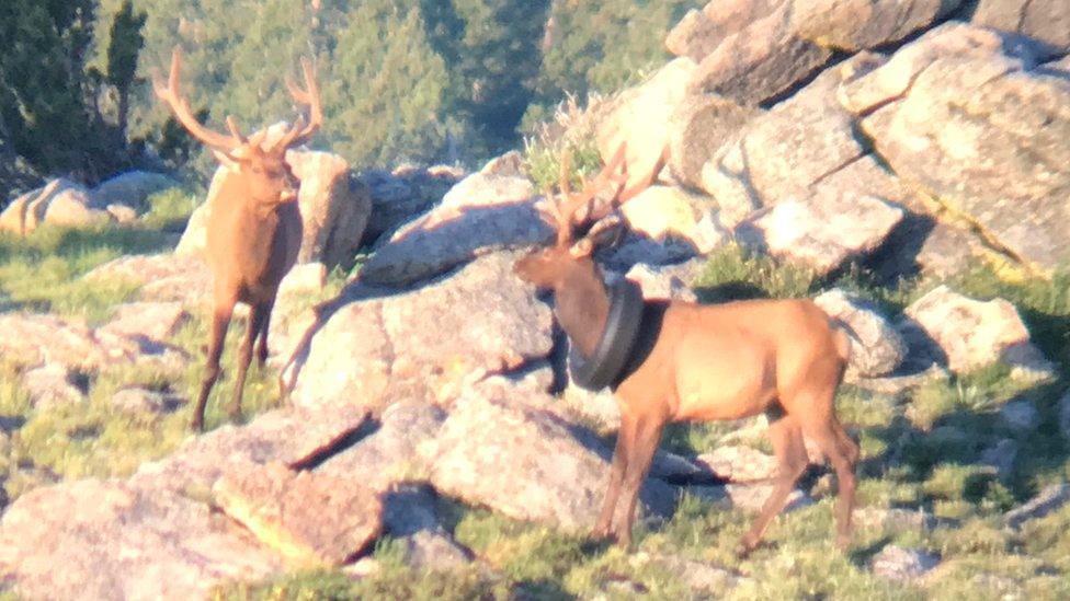 A bull elk with a car tyre around its neck in the US state of Colorado