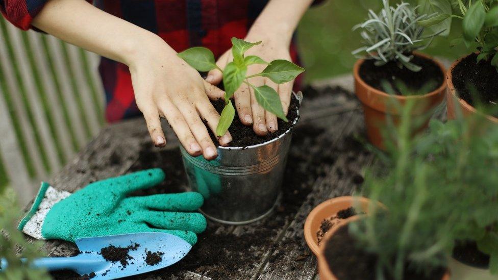 A little boy potting plants in the garden - stock photo