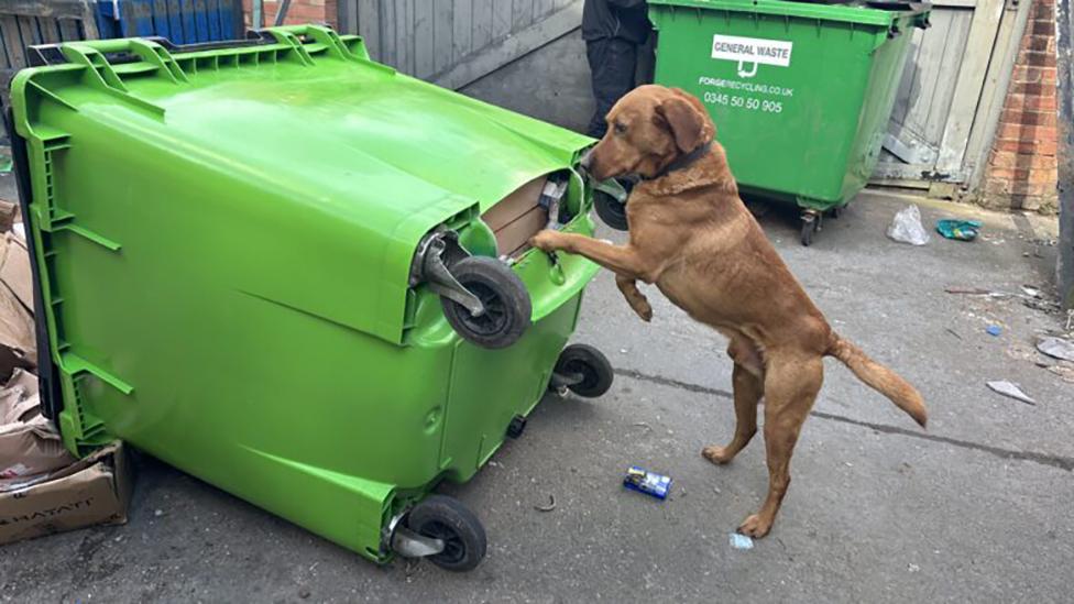 Cooper discovering hidden tobacco