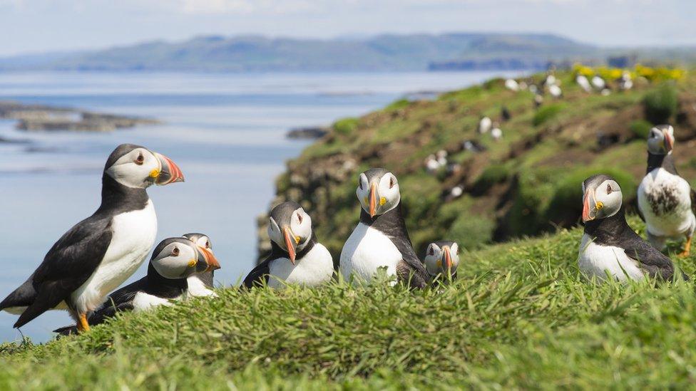 Family of Atlantic puffins