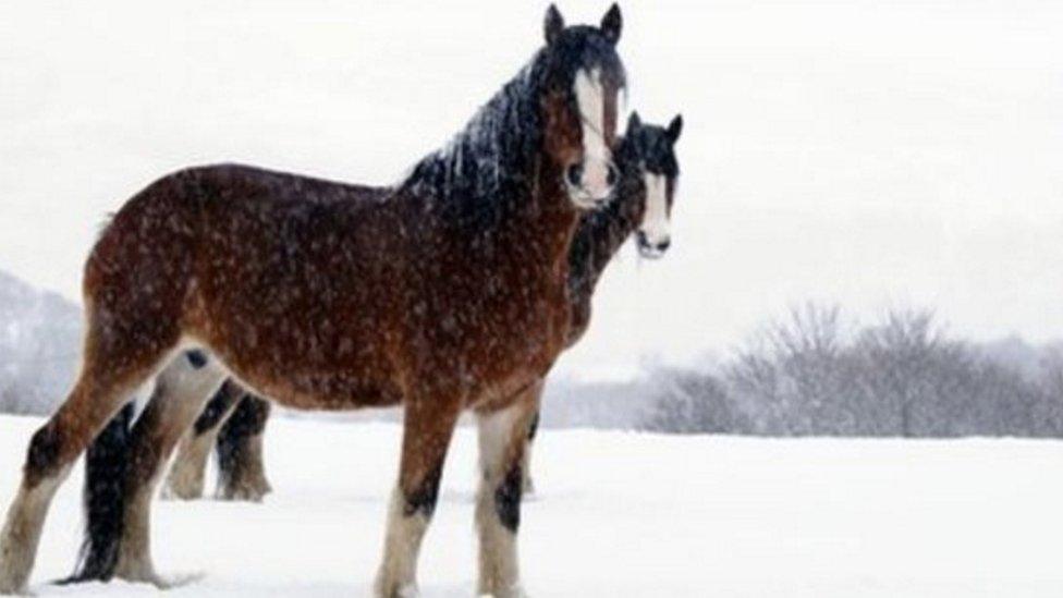 Two horses in snow near the village of Deiniolen in Gwynedd