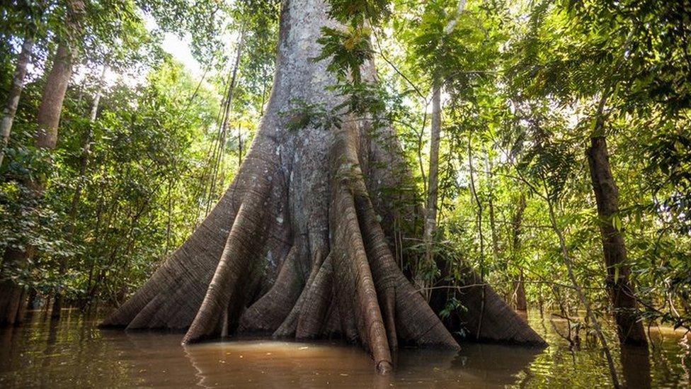 Sumauma tree in the Amazon