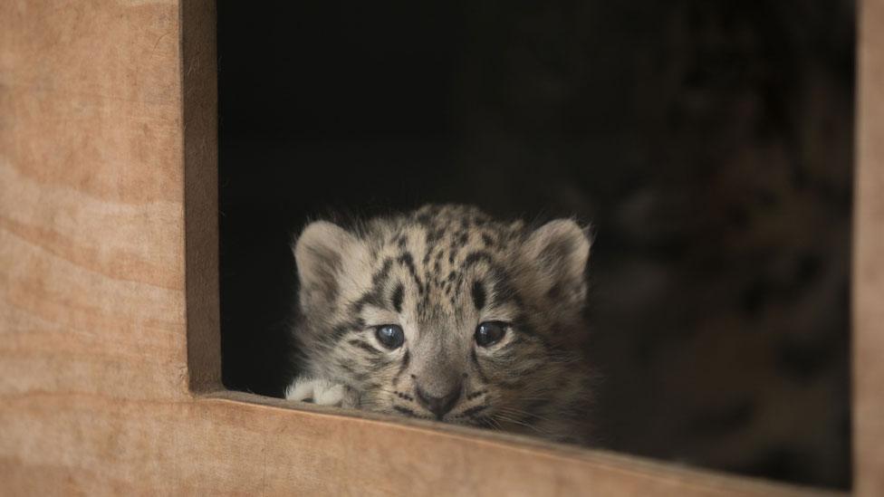 Snow leopard cub