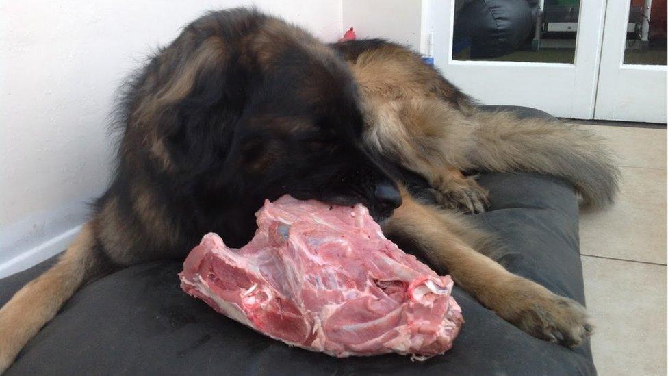 Hagrid eating a turkey carcass