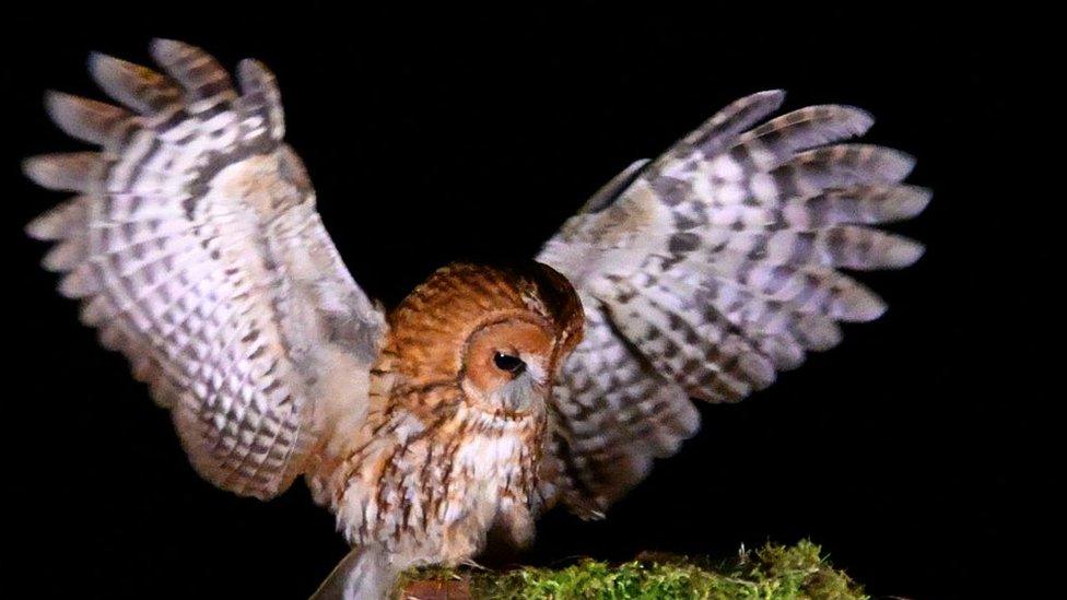 Owl with brown face and black and white underwings which are spread as if for flight