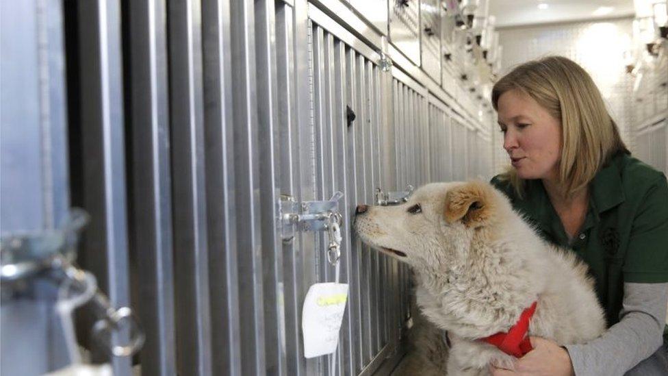 Humane Society International's Director of Companion Animals and Engagement Kelly O'Meara holds a dog named Walter, who was rescued from a South Korean dog meat farm (26 March 2017)