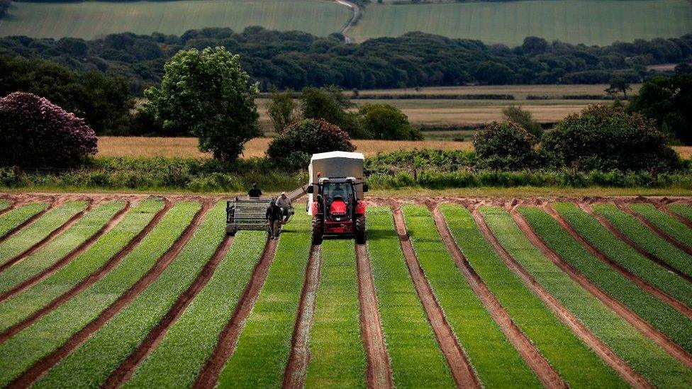 Farm, UK