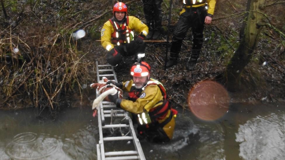 rescued swan