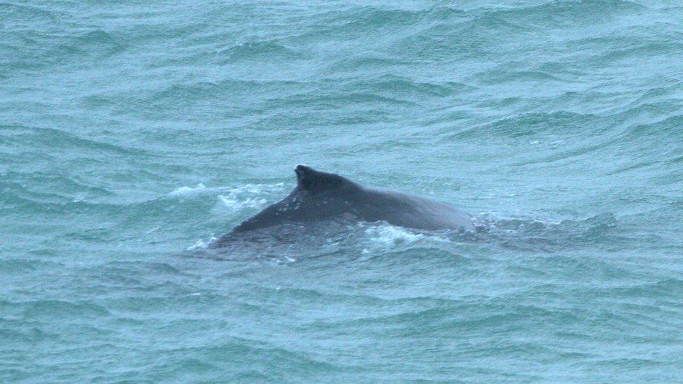 Humpback whale