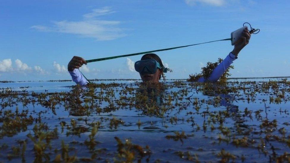 A scientist from the Seafields team measures the depth on beds of floating Sargassum