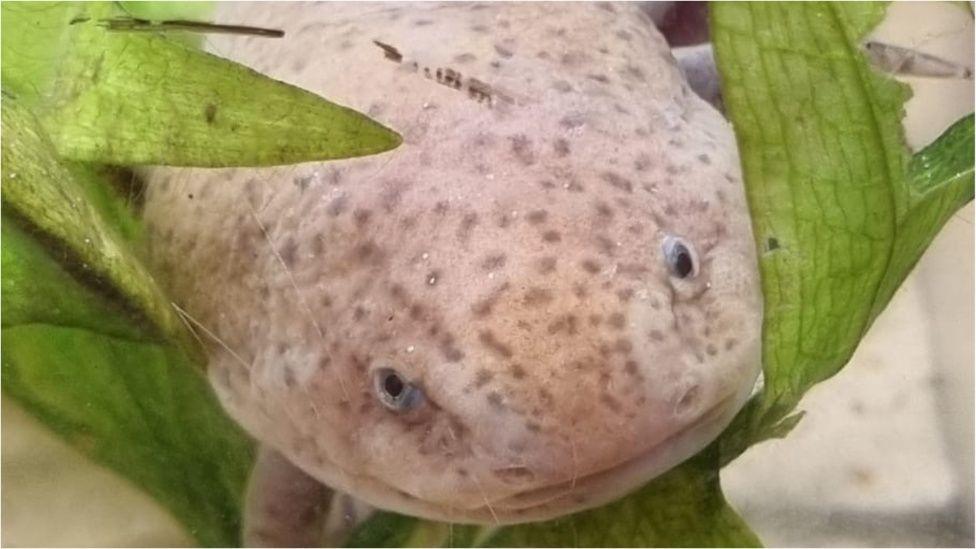 Acsolotl