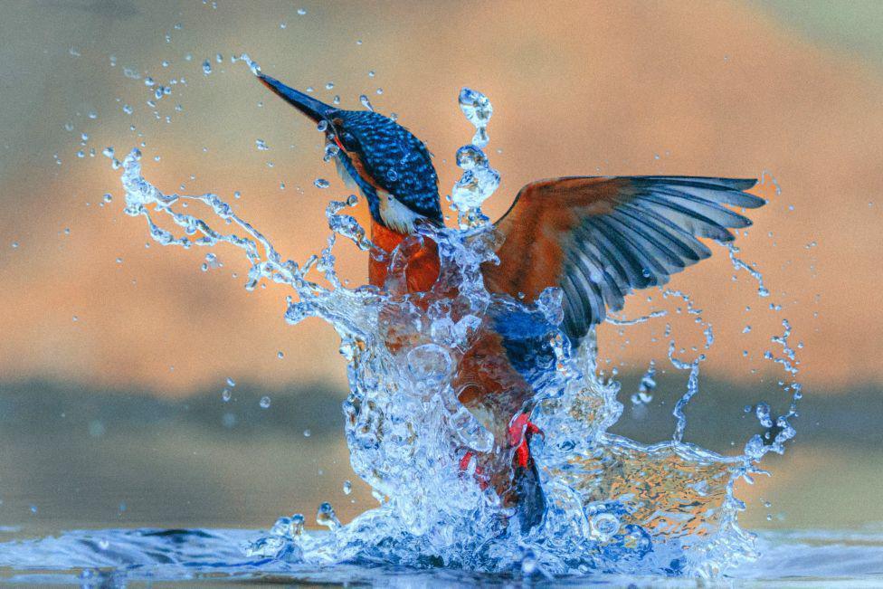 A kingfisher coming out of water. The bird’s body is partially submerged, with droplets and streams of water cascading off its feathers. Its long, pointed beak is angled upward, and the vibrant plumage is visible - blue on the head and wings, rusty orange on the chest.