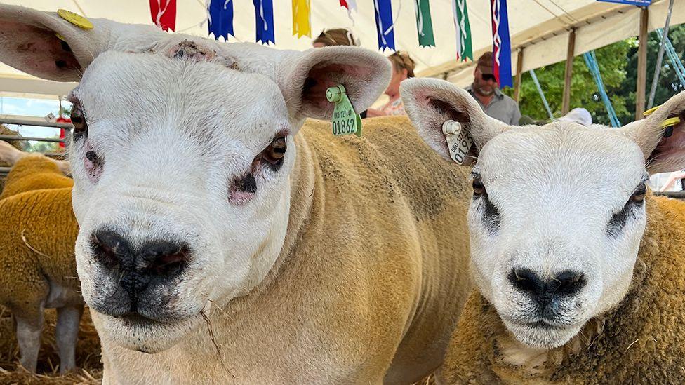 A close-up of two cows looking directly into the camera.