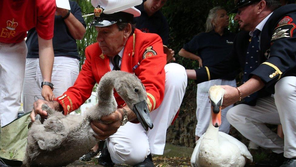 Swan Upping