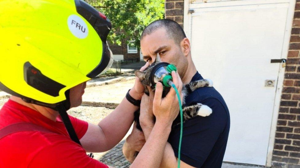 cat oxygen mask