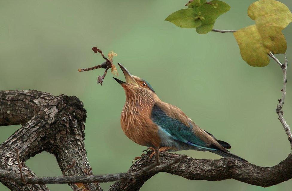 A bird with a scorpion suspended in the air above its beak