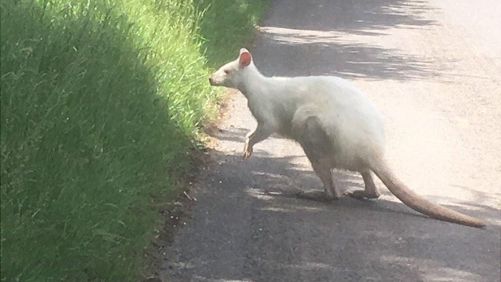 Albino wallaby