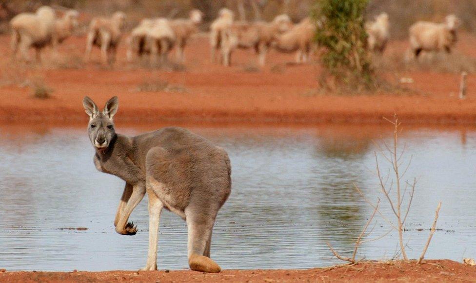 A kangaroo at a watering hole