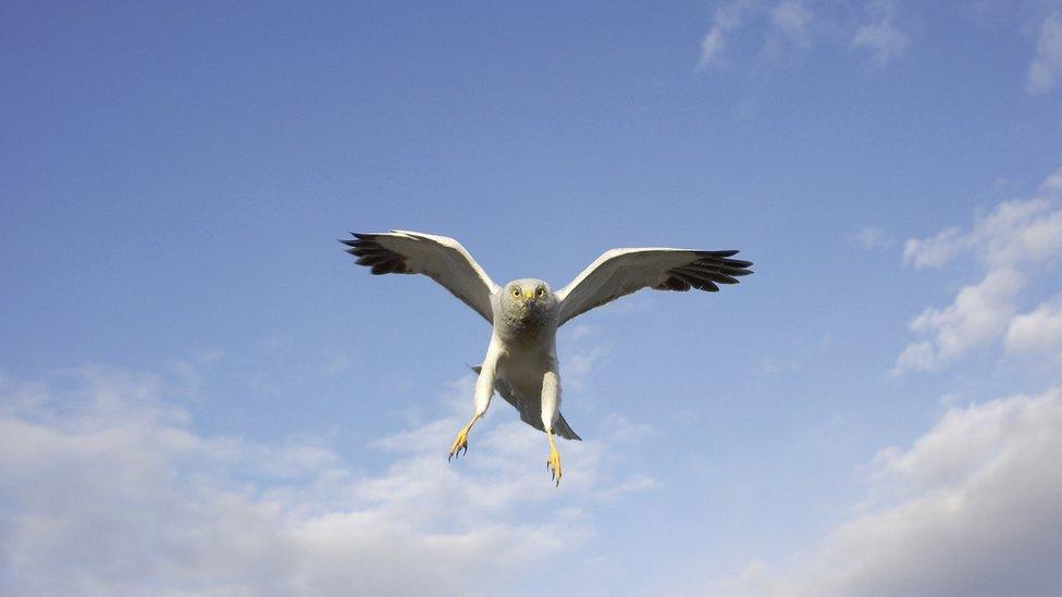 Hen Harrier