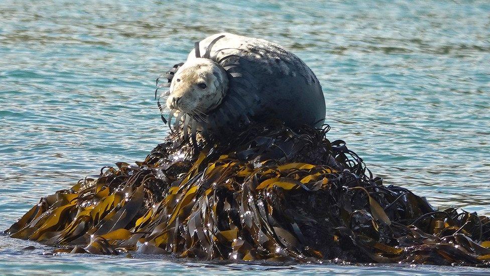 Entangled seal