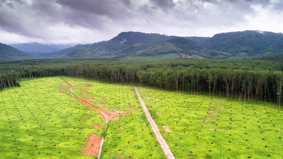 A forest that has been cleared for an oil palm plantation in Thailand