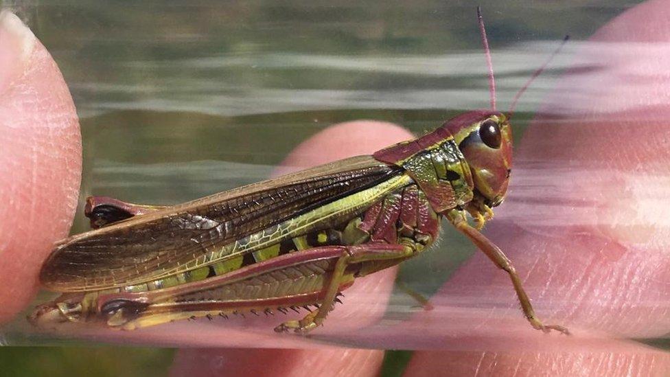 Large marsh grasshoppers