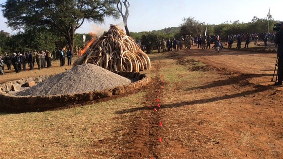 A pile of ashes next to a pile of tusks about to be burned