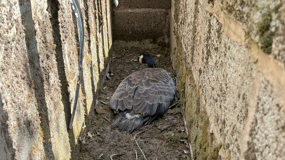 Goose stuck in cattle grid