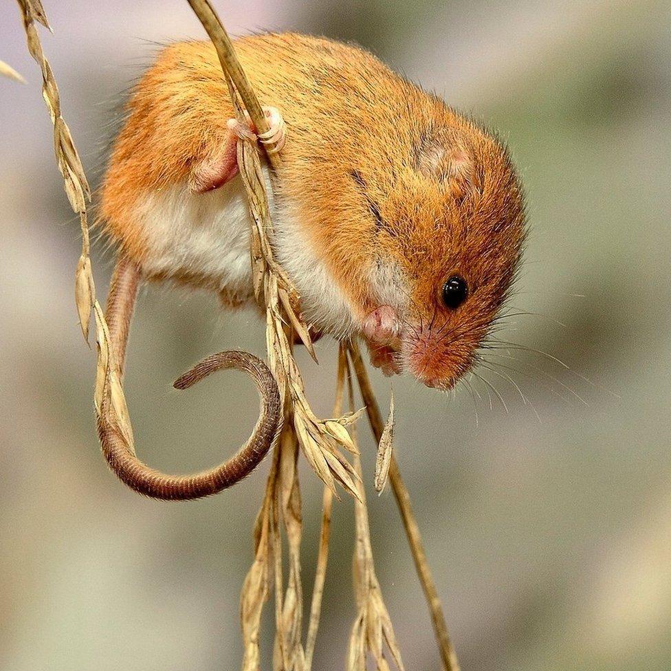 Harvest mouse