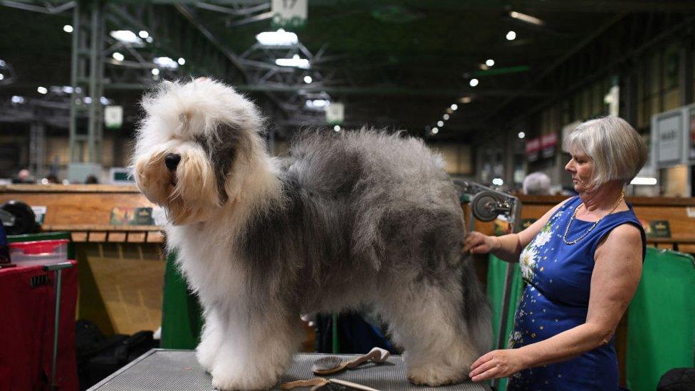 fluffy sheepdog