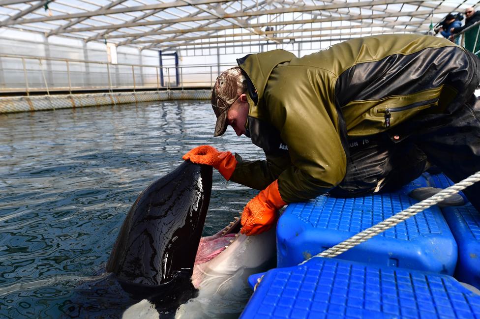 Orca and keeper, 1 Mar 19