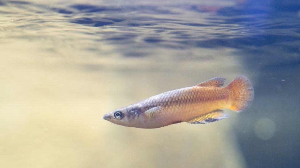 powder-blue-panchax-fish.