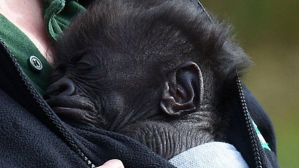 Afia the Gorilla with her keeper