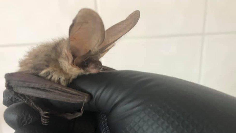 Grey long-eared bat