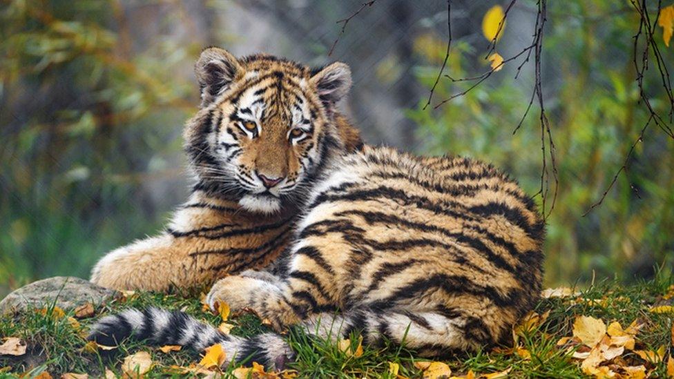 tiger, relaxed, in trees