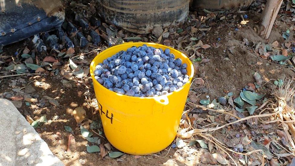 Blueberries in a yellow bucket on the ground