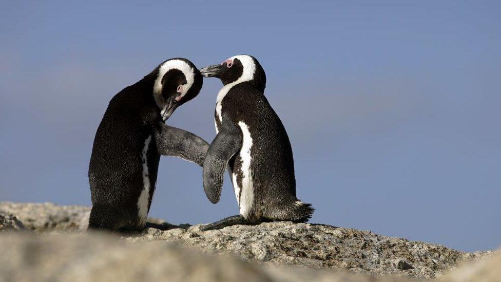 two penguins on a pebbled beach in south africa