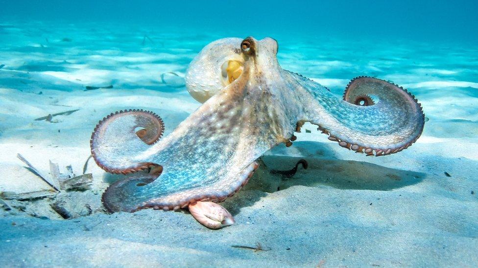 octopus.