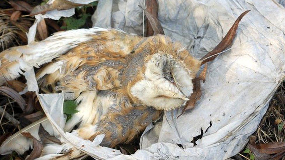 Dead barn owl entangled in discarded lantern