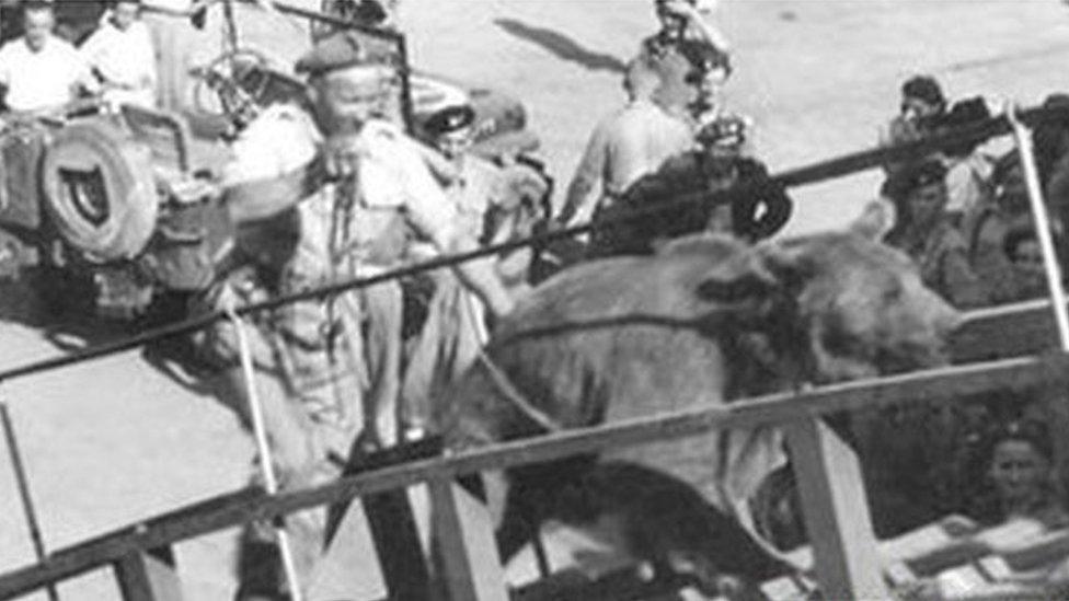 Wojtek being taken up a ship's gang plank. Photo courtesy of The Polish Institute and Sikorski Museum