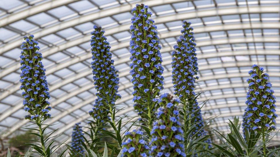 Plants in the glasshouse