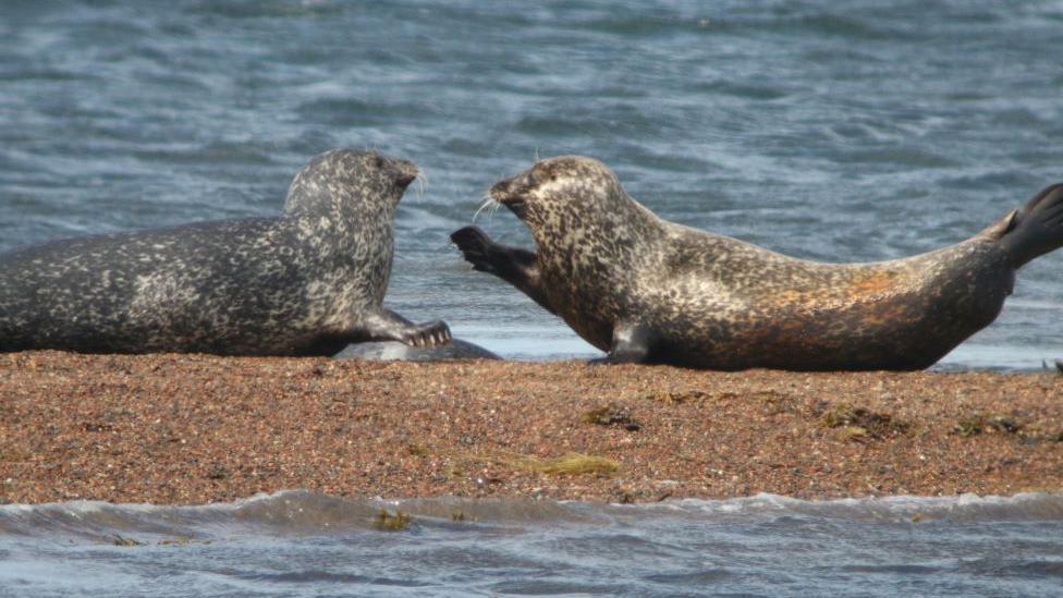 Two harbour seals lying on land looking at each other