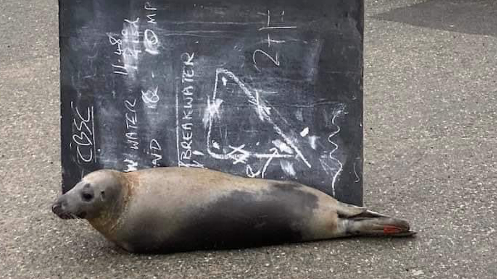 The seal wandering around a village